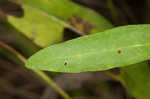 Roughleaf blazing star <BR>Tall blazing star